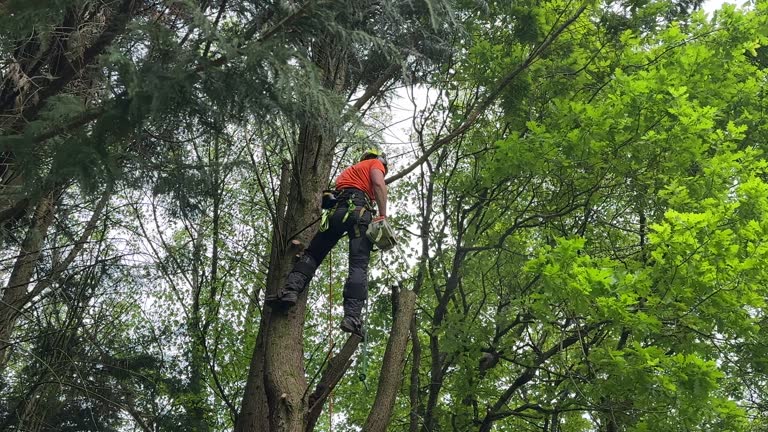 Best Hazardous Tree Removal  in Manson, WA